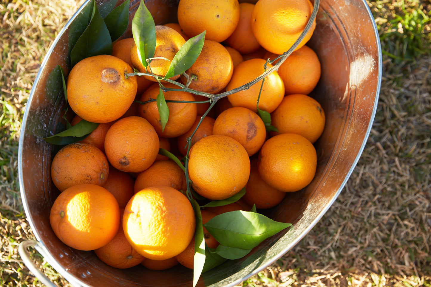 Hand-picked local oranges (10 - 12 kg / carton)
