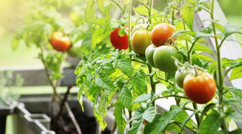How to grow vegetables in pots