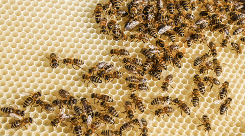 Urban Beekeeping: The Basics