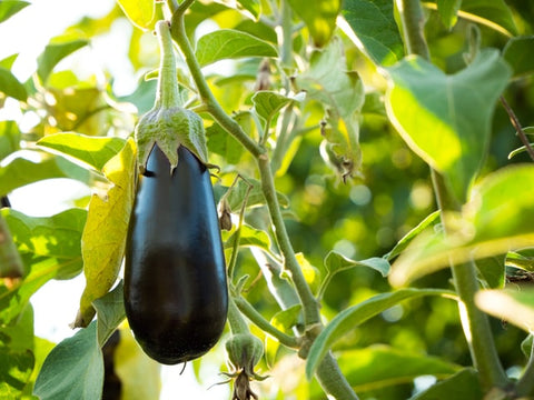 The Mysterious History of Eggplants
