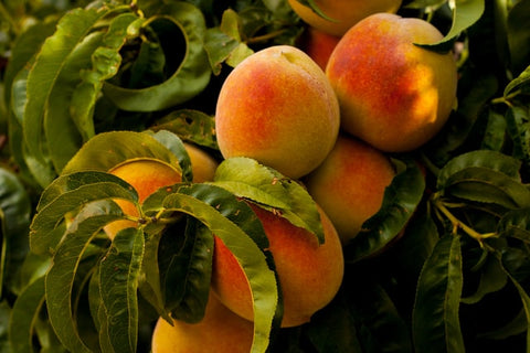 The history of… peaches, a sweet treat once fed to pigs
