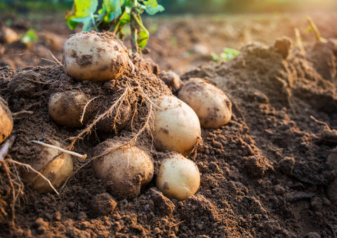 Have you heard the one about potatoes being bad for you?