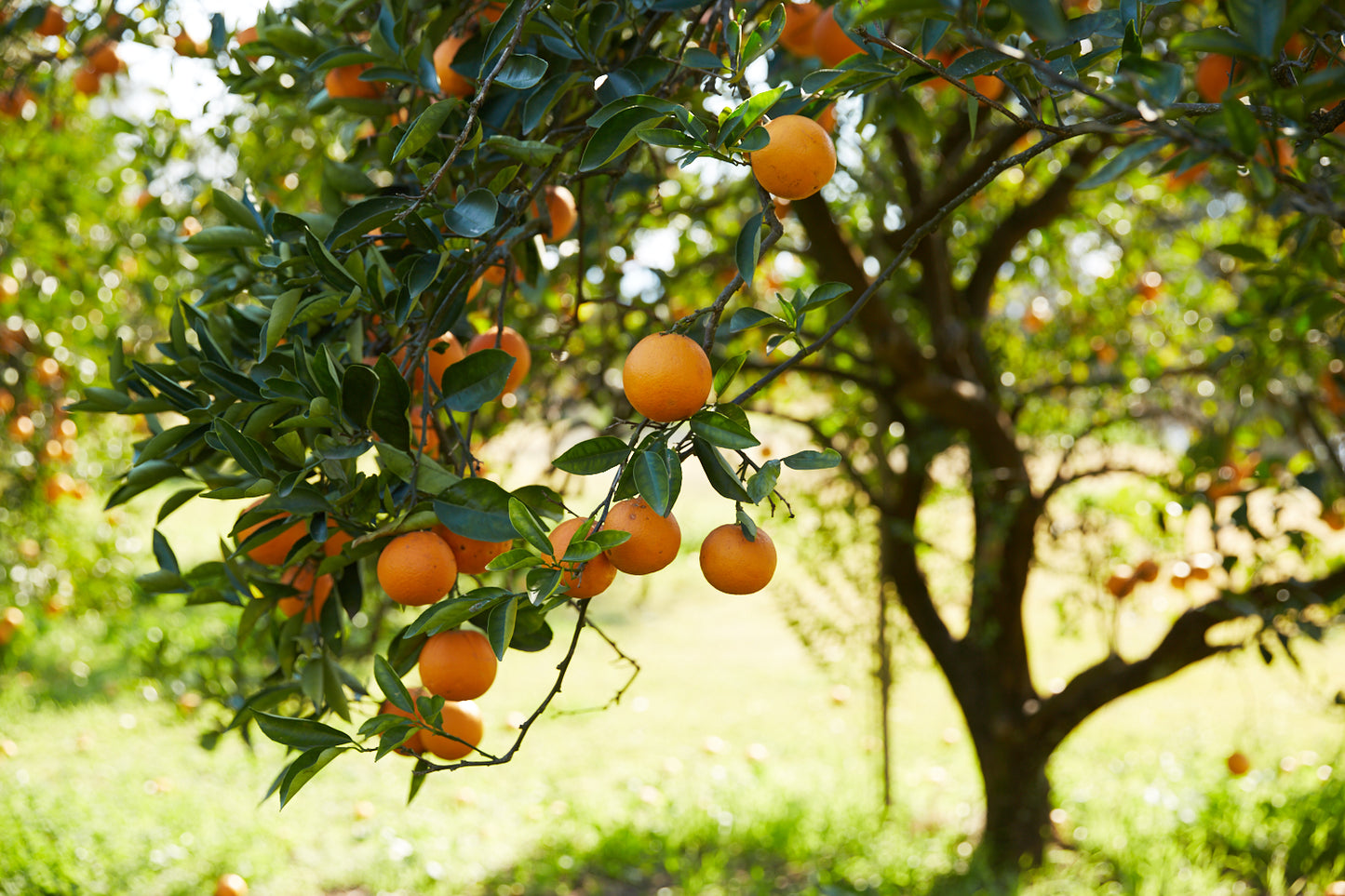 Hand-picked local oranges (10 - 12 kg / carton)