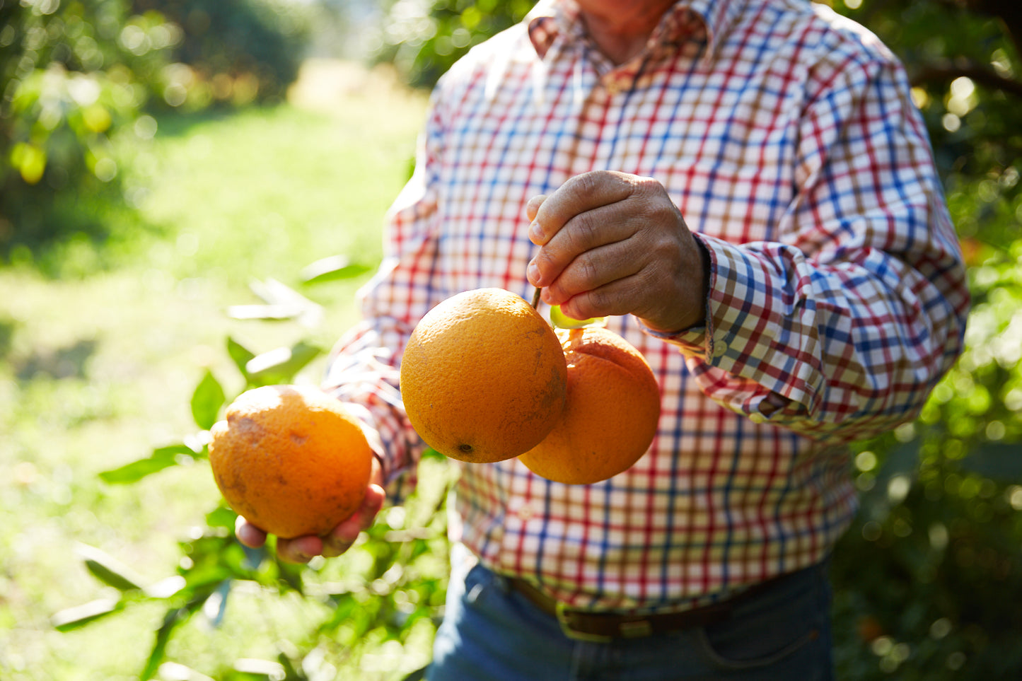 Hand-picked local oranges (10 - 12 kg / carton)