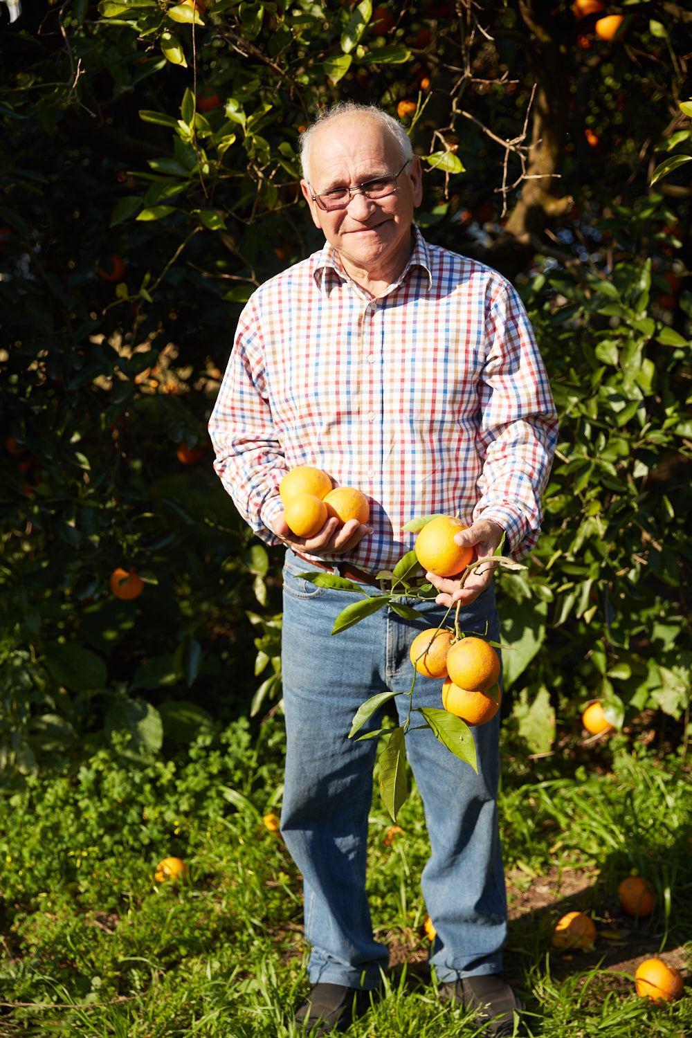 Hand-picked local oranges (10 - 12 kg / carton)