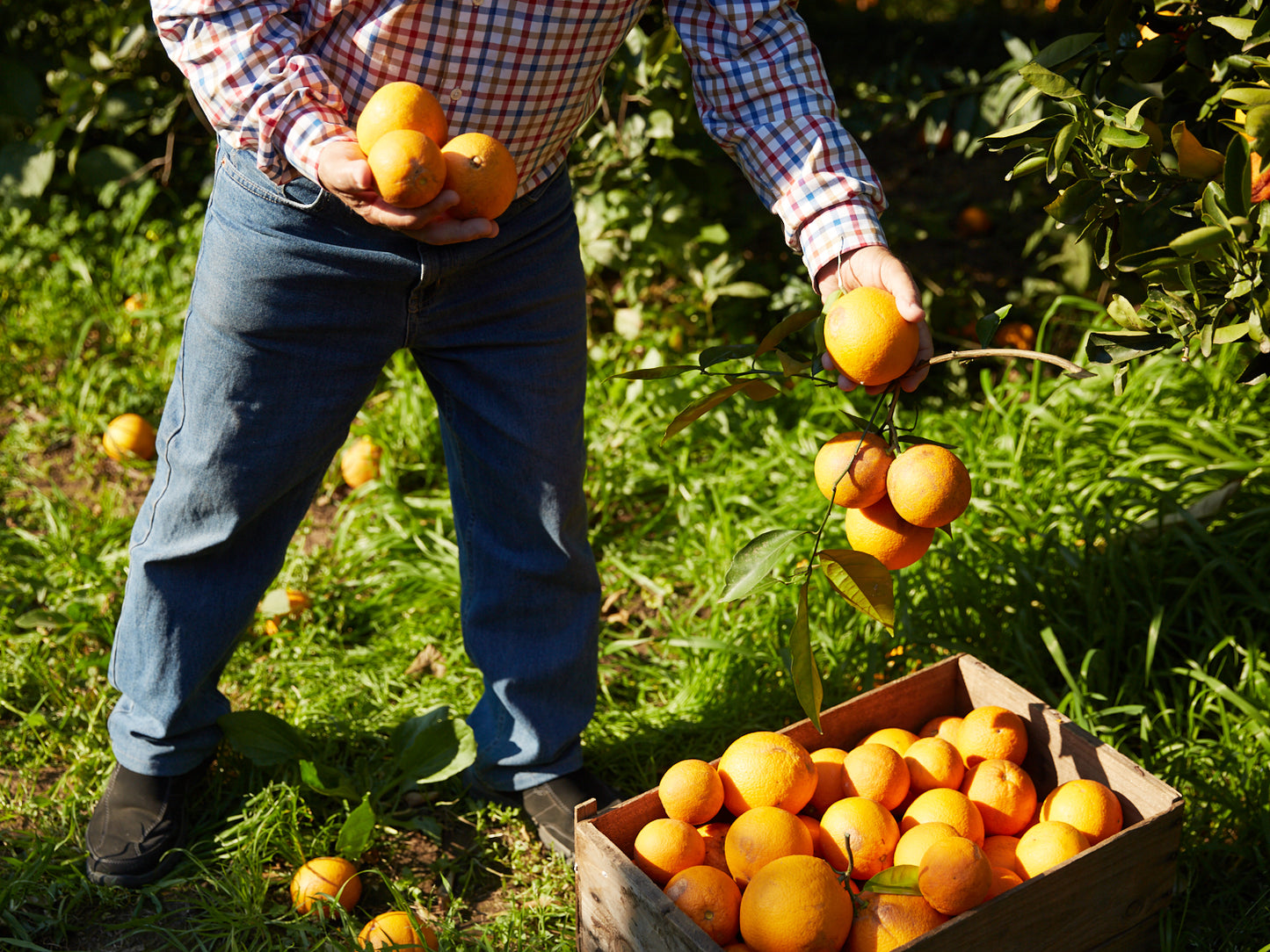Hand-picked local oranges (10 - 12 kg / carton)