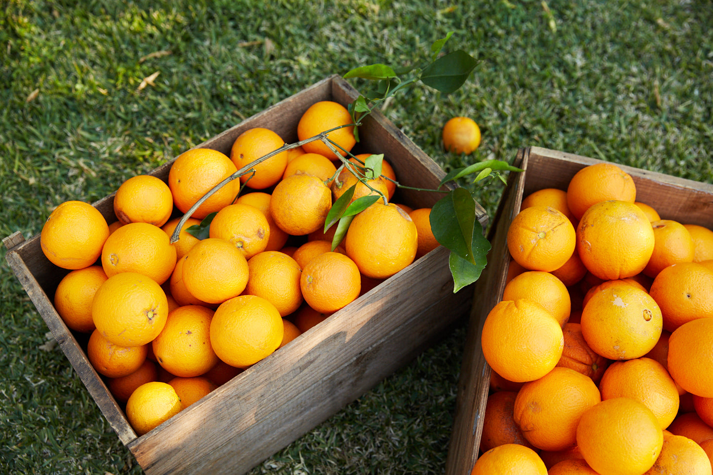 Hand-picked local oranges (10 - 12 kg / carton)