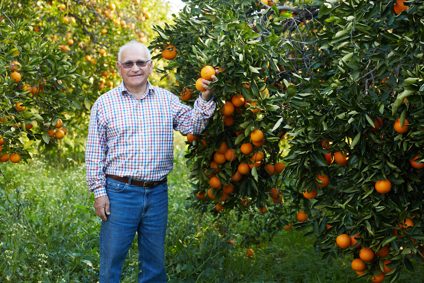 Hand-picked local oranges (10 - 12 kg / carton)