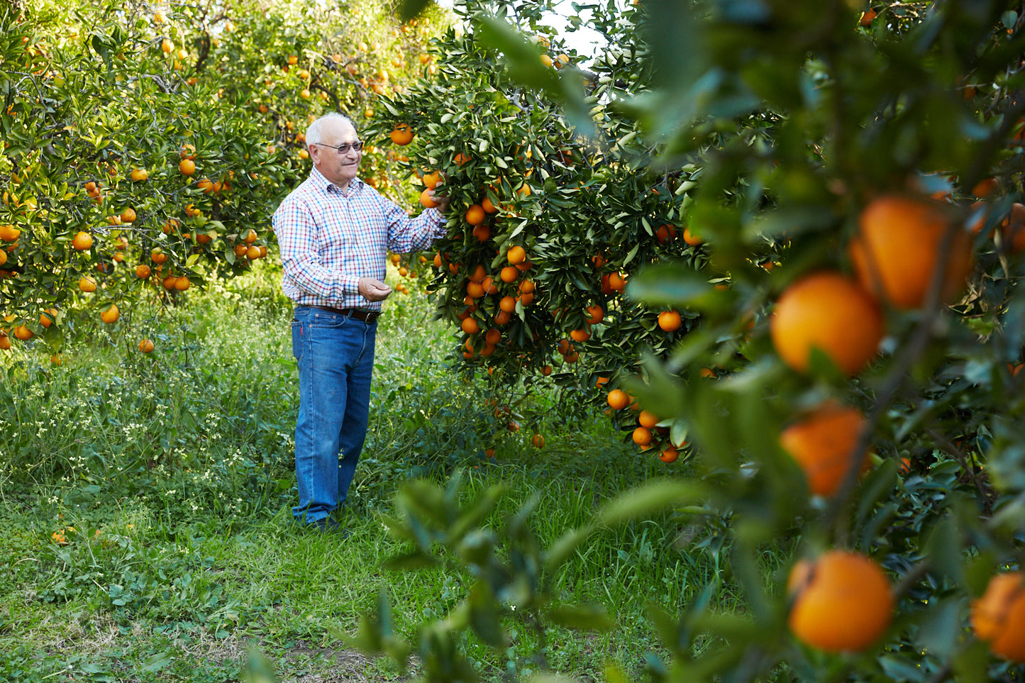 Hand-picked local oranges (10 - 12 kg / carton)