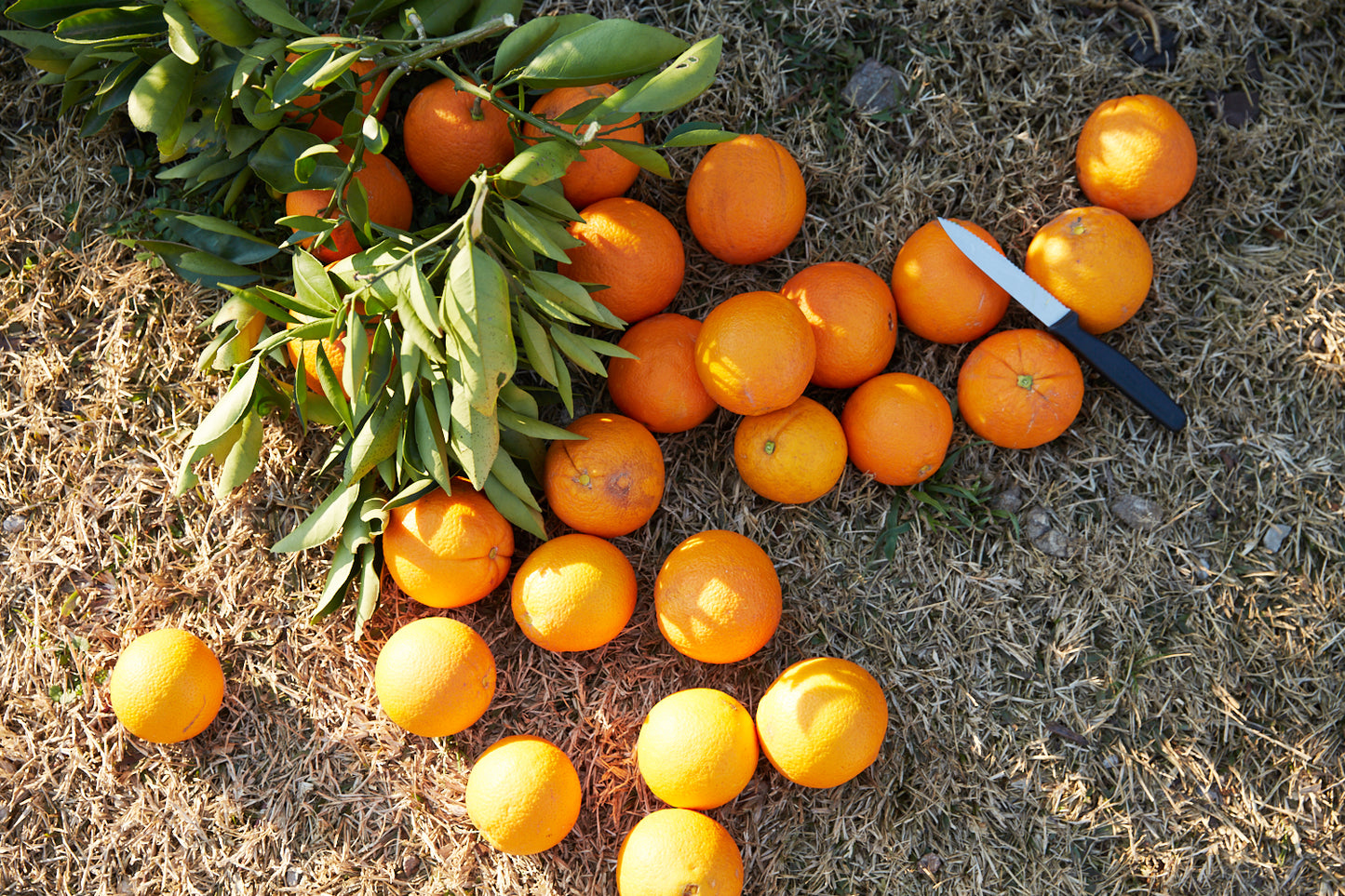 Hand-picked local oranges (10 - 12 kg / carton)