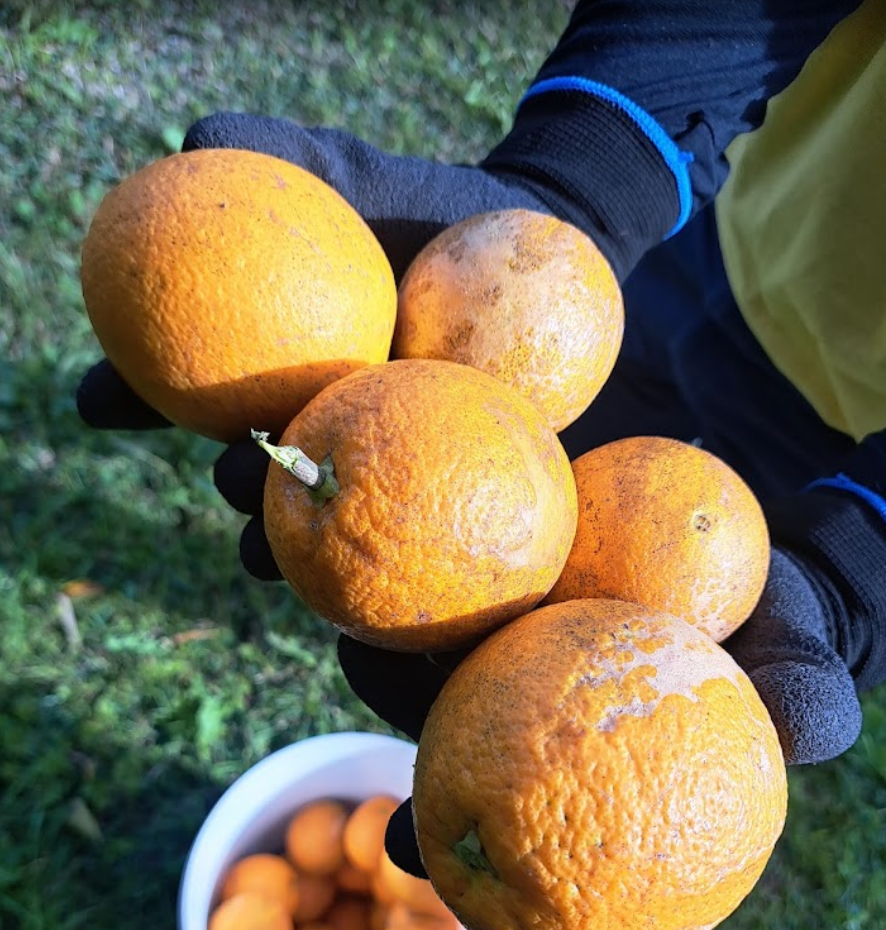 Hand-picked local oranges (10 - 12 kg / carton)