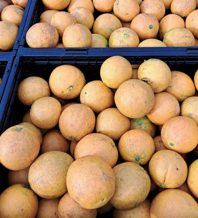 Hand-picked local oranges (10 - 12 kg / carton)