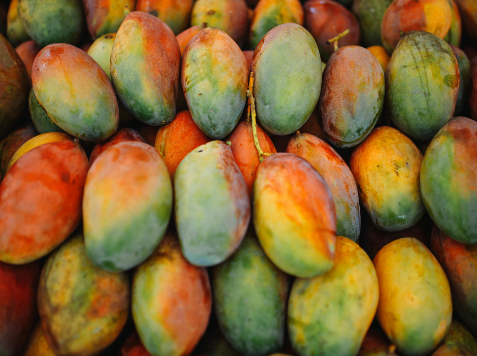 Kensingtion Pride mangoes (tray of 18-26)